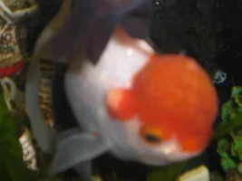Oranda Goldfish