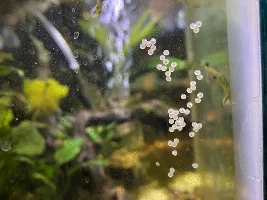 CORY CATFISH EGGS WHAT DO I DO