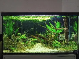 My planted 105L Tank (28-29 Gal) and related questions
