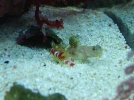 Thinking Of Joining The Salty Side - Some Thoughts....