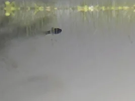 Baby sailfin molly fry!