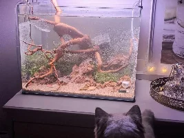 New setup - planted tank