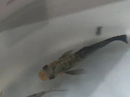 Mollies keep dying
