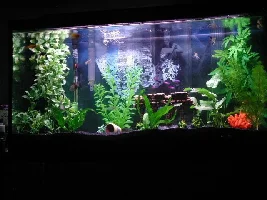 My newbie tank