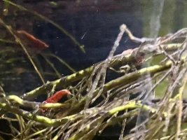 I recently saw a picture of a reticulated Hillstream, and a Cherry shrimp together...