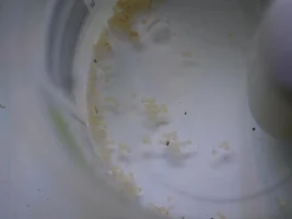 Help! My cories spawned! What do I do??