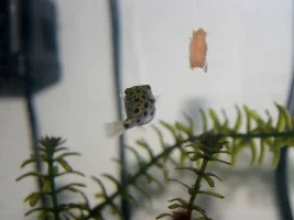 pics of my Puffers and Piranha
