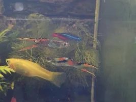 Help with my guppy