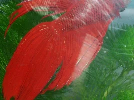 New Male Betta... Got Ich...