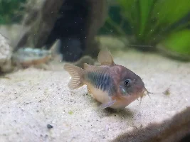 Starter tank, 29g