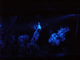 Pics Of The Tank