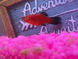 Is my fish pregnant
