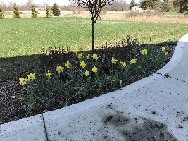 What you doing in your garden for 2020