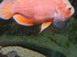 Bloated Oscar fish - What can I do?
