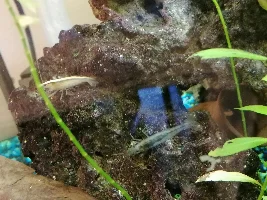 Amano changes