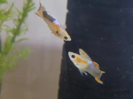 Help needed with Endlers