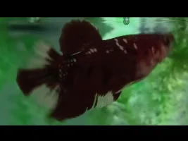 Betta sex