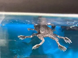 Frogs at Play