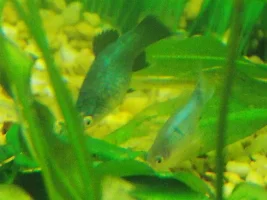 75Gal Update?