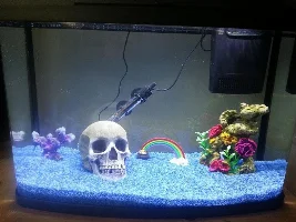 New To Forums & To Fish Keeping