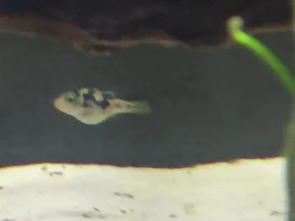 Planted Pea Puffer Savannah