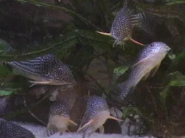Which Corys Do You Have?