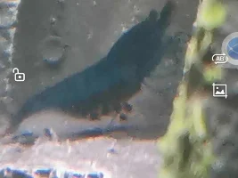 mrs shrimp.