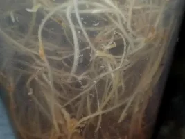 Wingless Fruit Flies