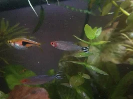 Ich Treatment for Community Tank with Panda Cories