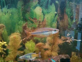 Agressive Bosemani Rainbow