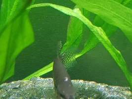 Lace pearl guarami issue