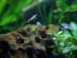 My fish just gave birth - what should I expect?
