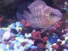 Journal of my juvenile blood parrot? Cinders and our bonding