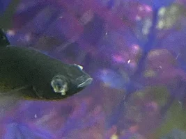 White growth around mollies eyes