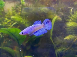 Anyone know the breed/tail type?