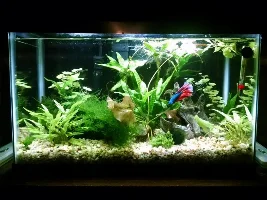 Green Algae Id?
