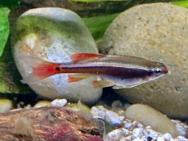 Under appreciated fish