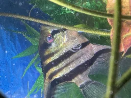 Angelfish Breeding