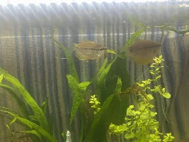 I think my gourami might be injured