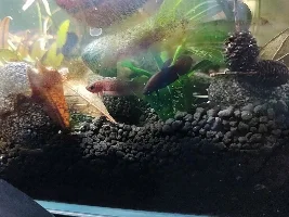 Rimless C. Miniopinna Betta Tank
