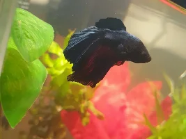 Betta ID?