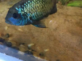 Some pics of my fry (Now Adults) from 2020