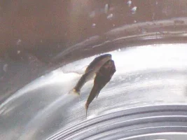 Oto Fry