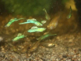 Green zebrinus lowersword guppy