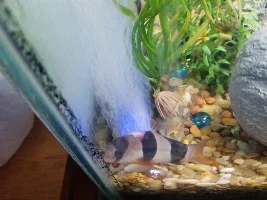 Injured loach