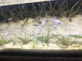 Struggling with plants.