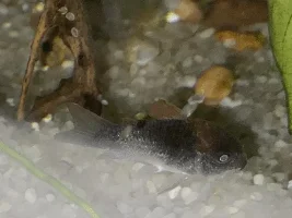 I think my Cory Catfish has Velvet