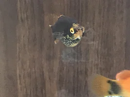 Is my fish pregnant or sick?