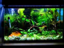 Otos not eating?