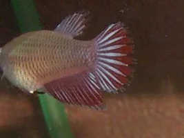 Babies betta for you.